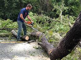 Best Tree Mulching  in China Spring, TX