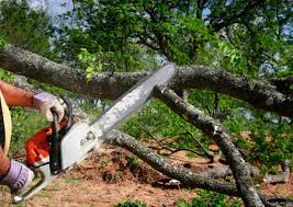Best Lawn Pest Prevention  in China Spring, TX