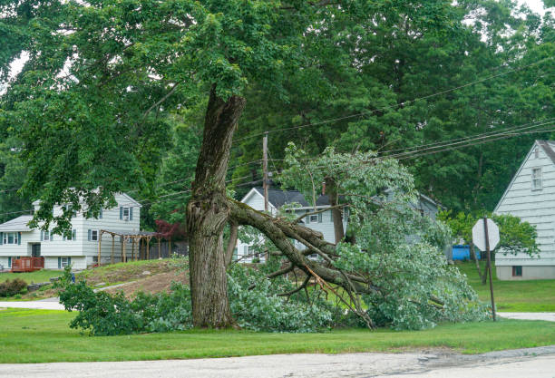 China Spring, TX Tree Removal Company