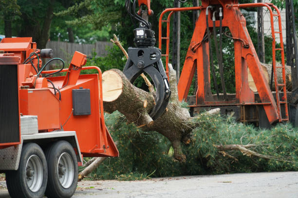 How Our Tree Care Process Works  in  China Spring, TX