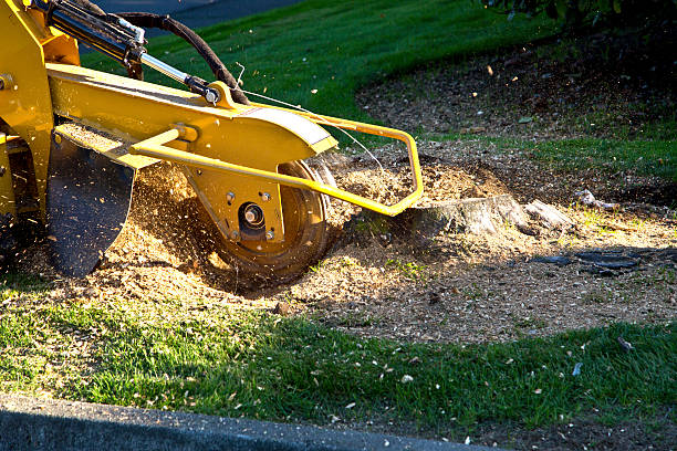 Best Tree Cabling and Bracing  in China Spring, TX